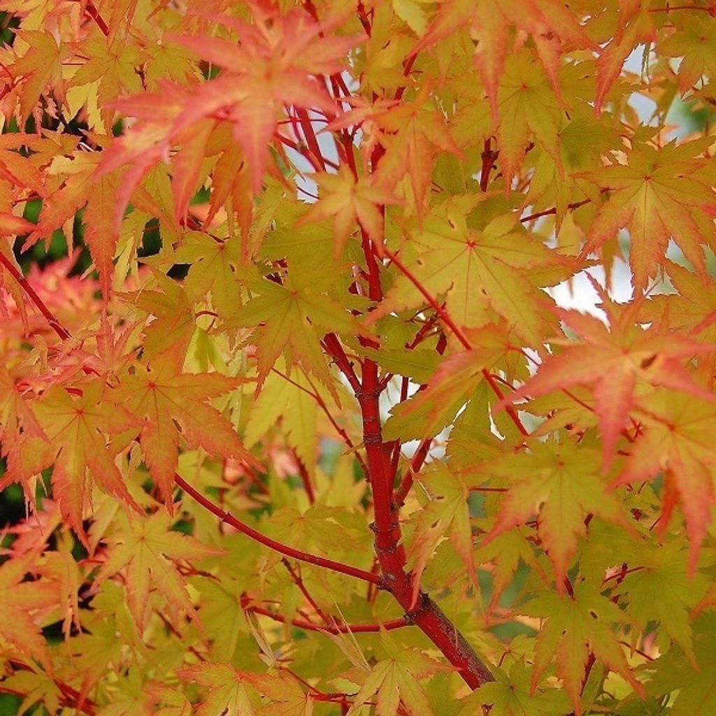 Fächerahorn - Acer palmatum 'Sangokaku' | 50-60 cm in Container