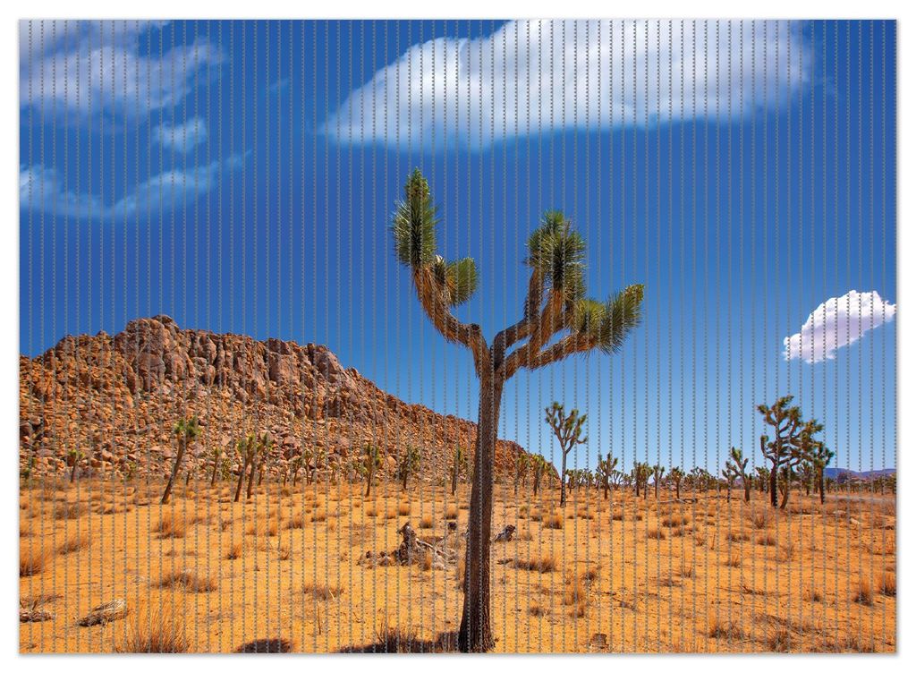 Wallario Duschmatte Antirutschmatte Badmatte Fußmatte Palmlilie im Nationalpark Yucca Valley Wüstenlandschaft, Größe ca. 90 x 65 cm