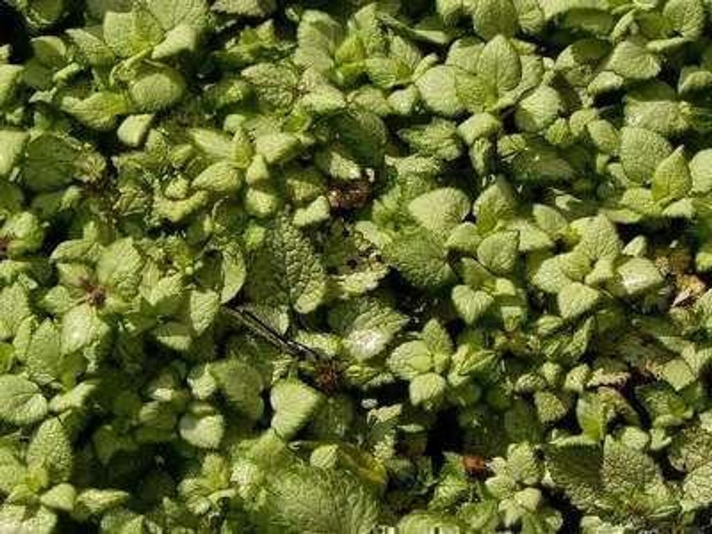 6 x *Lamium maculatum* 'White Nancy' - Hierba de los Imagen del producto 