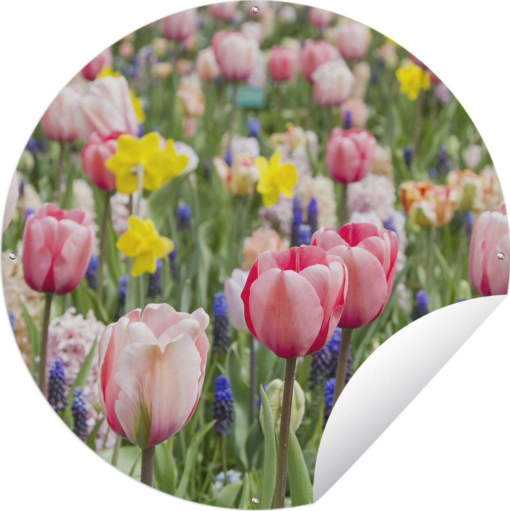 MuchoWow Gartenposter Outdoor-Poster Rund Ein Feld mit Tulpen, Narzissen und blauen Weintrauben Ø 150 cm Gartendeko Rundes Poster draußen