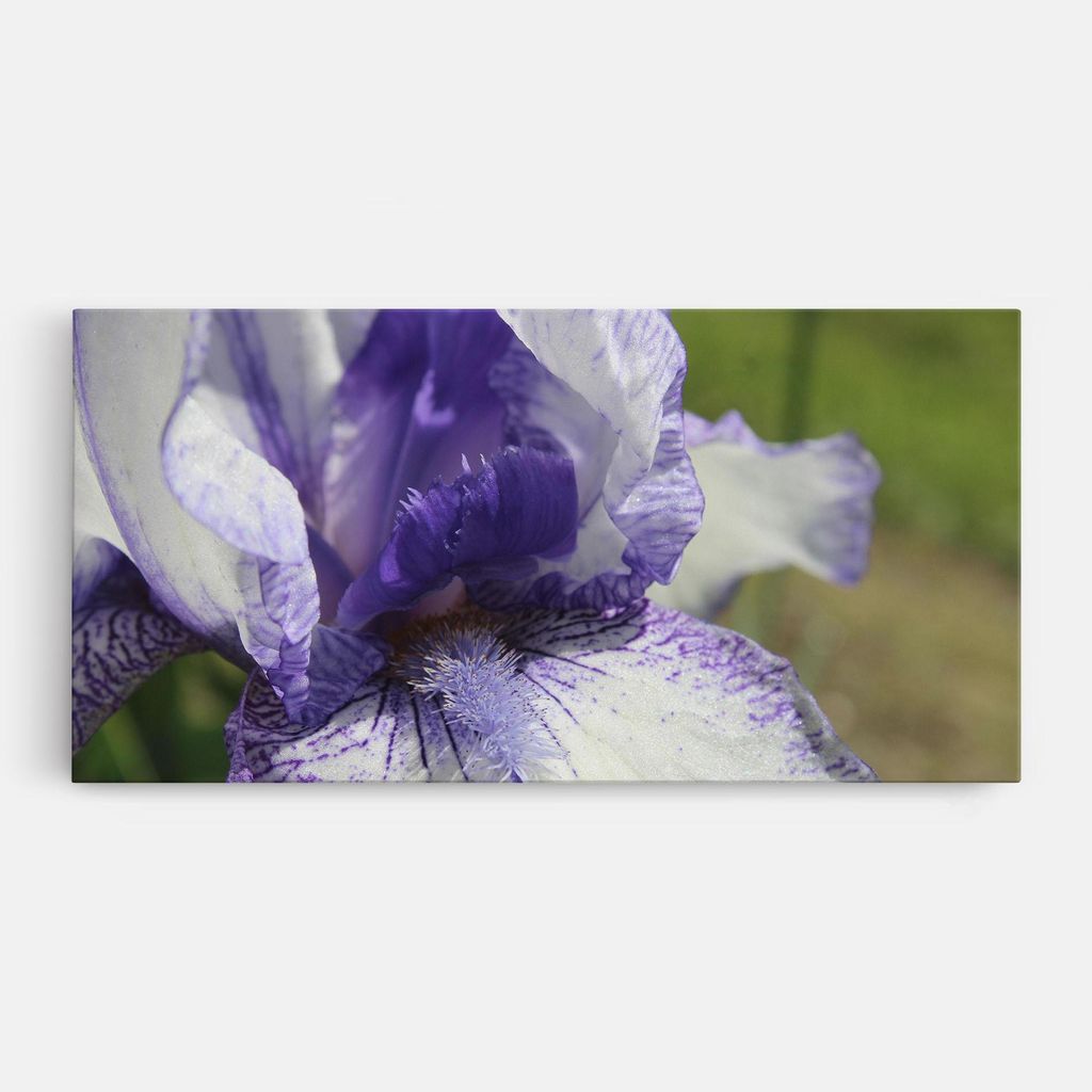 ARTHUB Leinwandbild 60x120 cm, White Purple Iris | Wohnzimmerdekoration, Hängende Bilder, Wanddekoration, Heimdekoration, Blumen, Iris