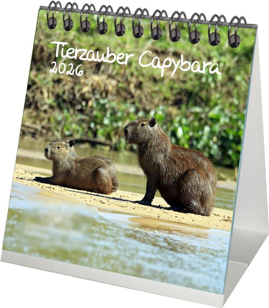 Tierzauber Capybara Tischkalender 10cm x 10cm für 2026 Schweine Schweinchen - Seelenzauber
