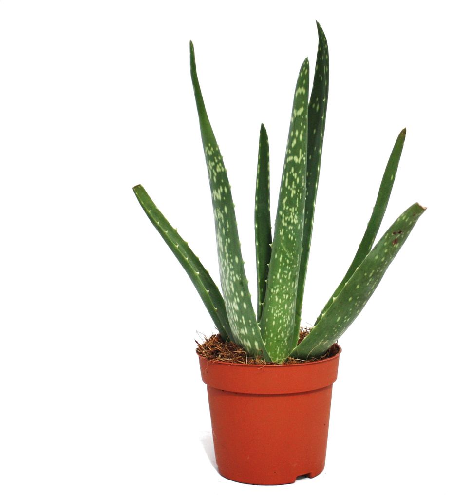 Aloe vera - circa 2 anni - vaso da 10,5 cm Immagine del prodotto 