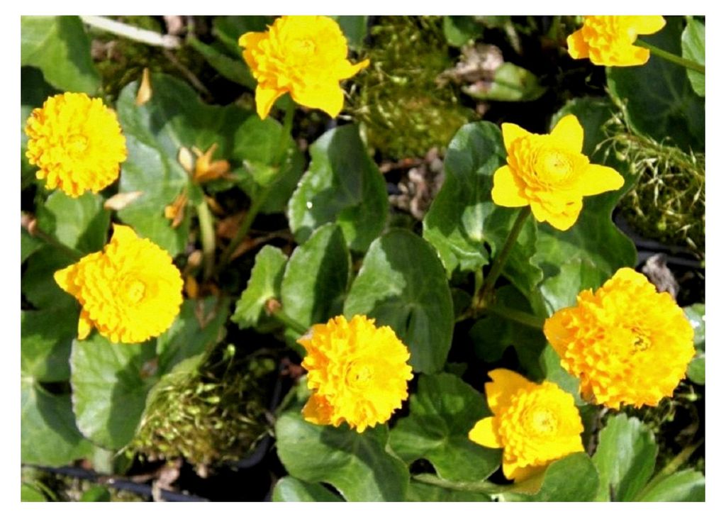 4er-Set im Pflanzkorb - Caltha palustris 'Multiplex' - gefüllte Sumpfdotterblume, gelb - winterhart