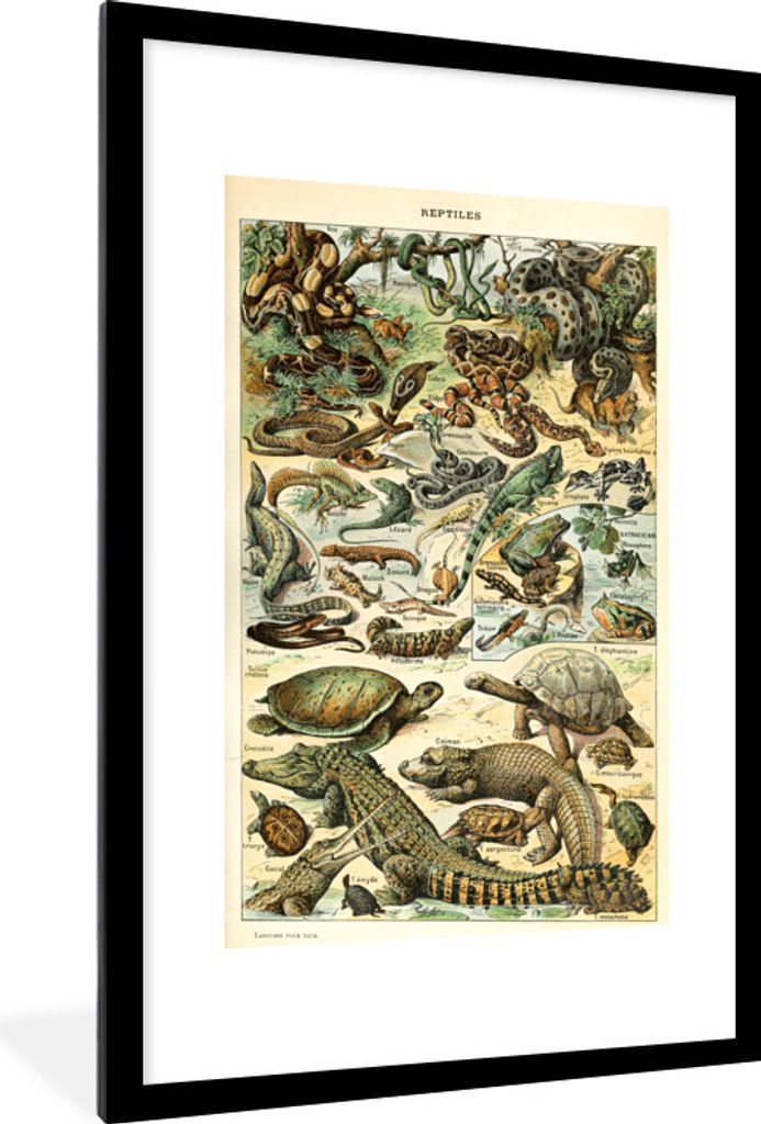 MuchoWow Gerahmtes Poster Reptilien - Tiere - Natur 60x90 cm - Poster mit Schwarzem Bilderrahmen Wandposter Rahmen Foto Bilder - Dekoration - Wan...