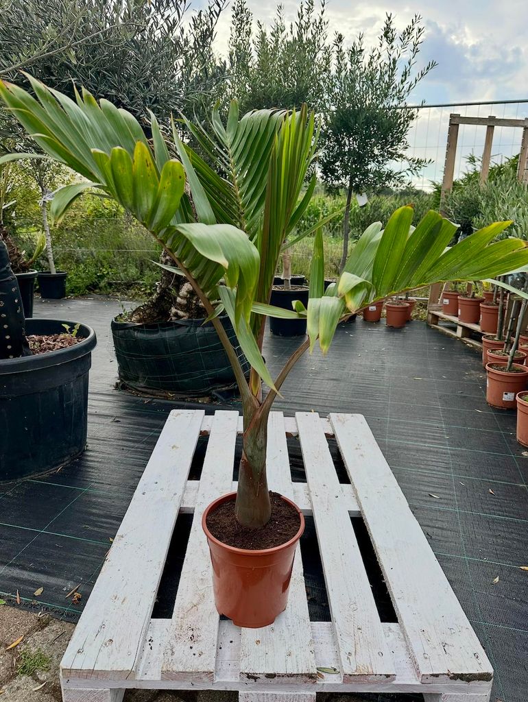 Flaschenpalme 80-120 cm Hyophorbe lagenicaulis Zimmerpalme Produktbild 
