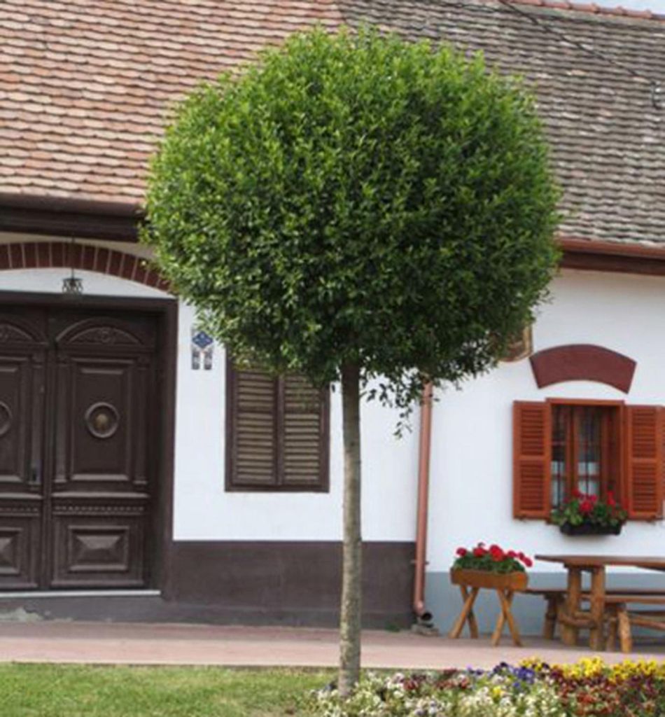 Steppenkirsche 'GLOBOSA' auf Stamm 110 cm, Cont. 7,5 l