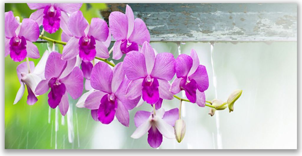 Küchenrückwand aus Glas 120x60cm Spritzschutz Blumen Pflanzen