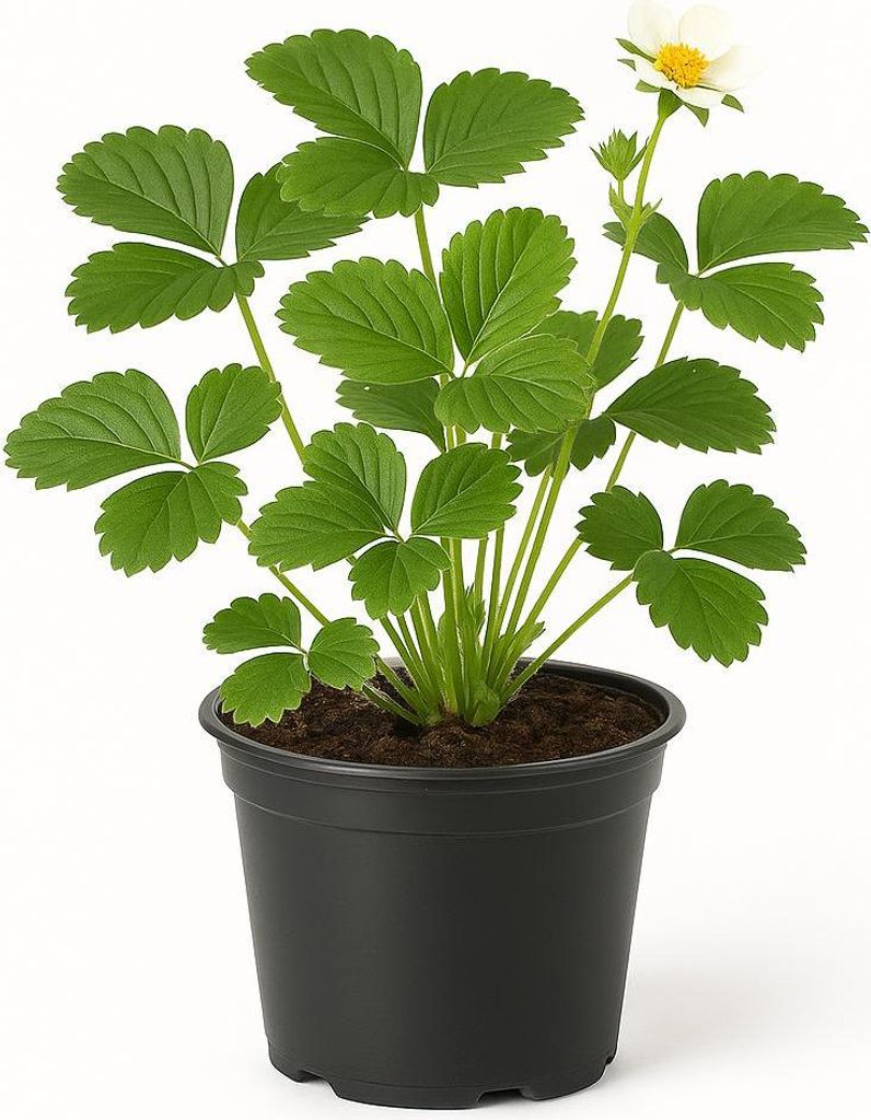 Erdbeere „Elsanta“ (Fragaria x ananassa) – 3 Pflanzen – Klassiker mit großen, süß-aromatischen Früchten – Hoher Ertrag, robust & wint...