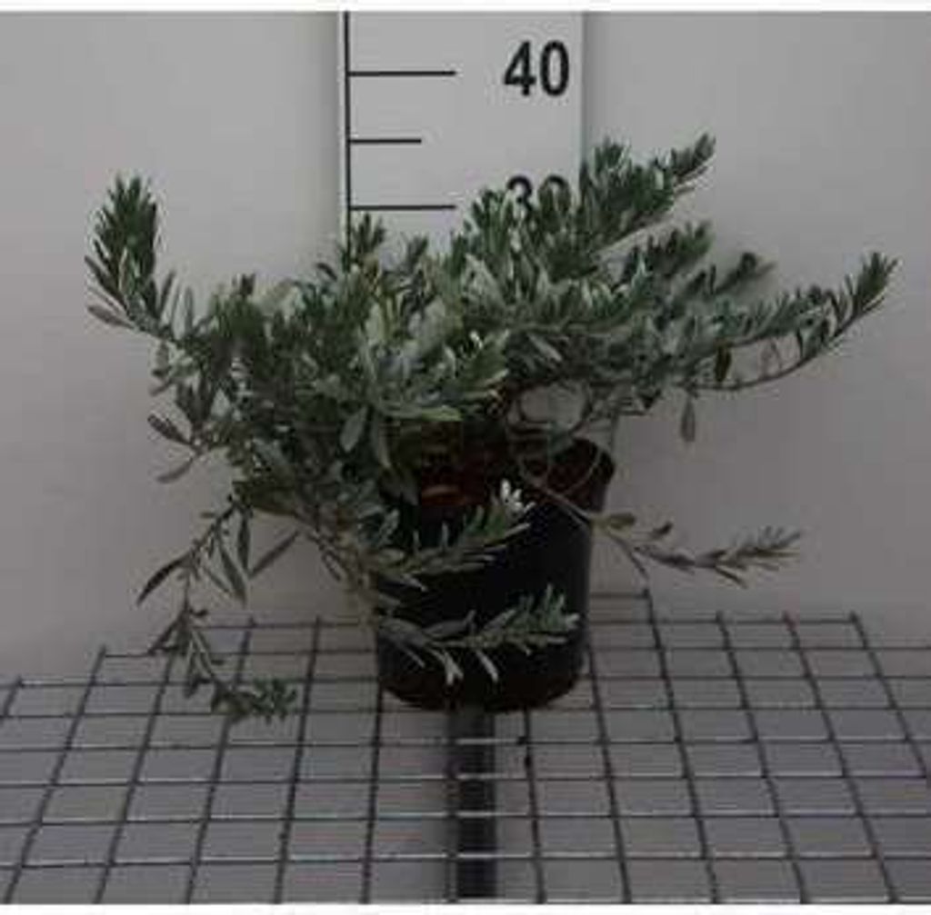 Convolvulus cneorum - Blÿtenstrauch 25- 30 cm Container