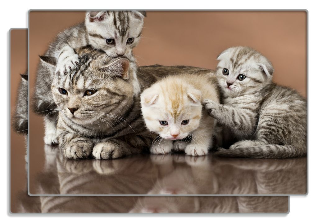 Wallario Frühstücksbrettchen 2er Set aus Glas, je 20 x 30 cm, mit rutschfesten Füßen, Motiv Katzenfamilie