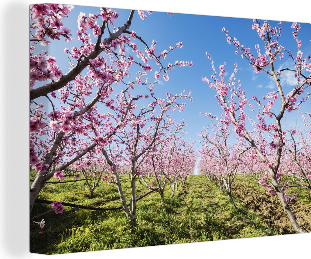 OneMillionCanvasses - Leinwandbilder - 140x90 cm, Obstbäume - Kirsche - Blüte, Wandbilder Kunstdruck Wanddekoration - Foto auf Leinwand - Gemä...