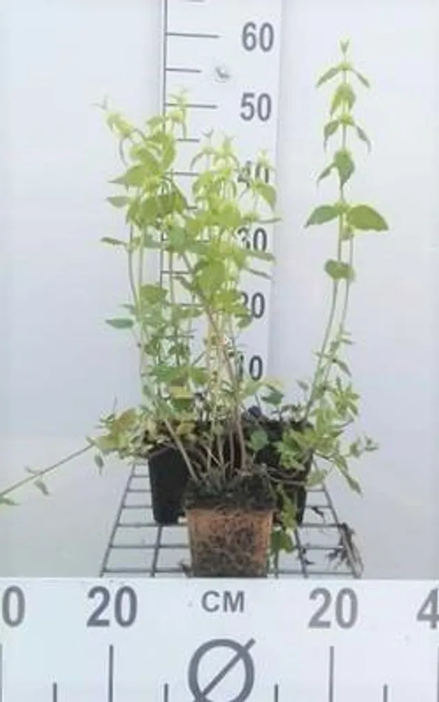 6 Lamiastrum galeobdolon Ortie dorée en pot 9x9cm pour couvre-sol