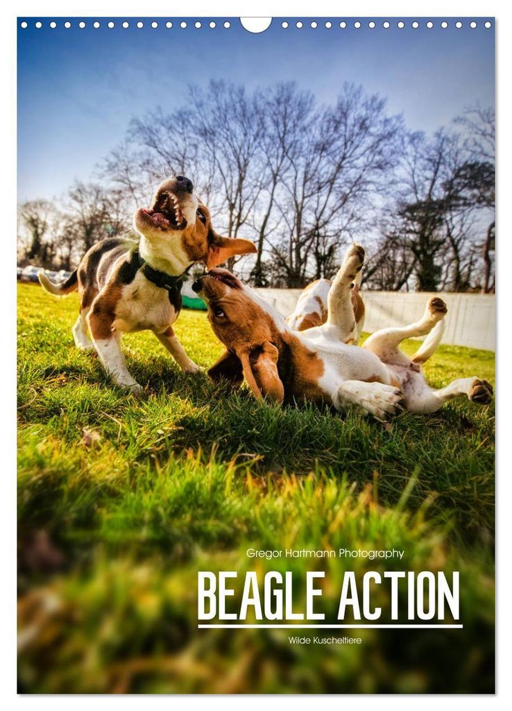 Beagle Action - Wilde Kuscheltiere (Wandkalender 2027 DIN A3 hoch), CALVENDO Monatskalender