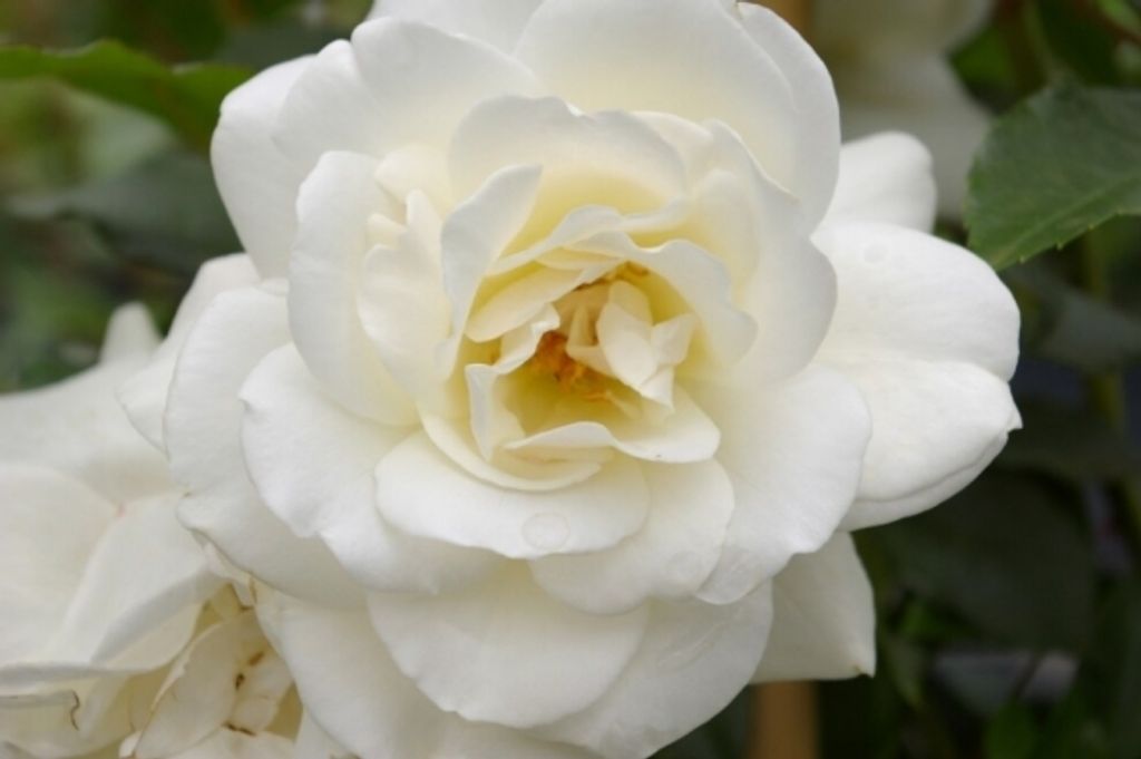 Kletterrose Climbing Schneewittchen Iceberg - Rosa - reinweiß - Ramblerrose