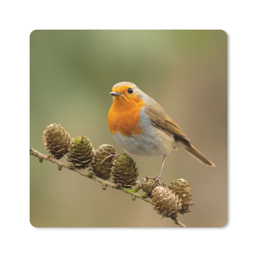 MuchoWow Mauspad Mousepad Vogel - Rotkehlchen - Tannenzapfen - Zweig - Herbst 30x30 cm - Mousepads - Maus Mat - Pad - Mausunterlage - Gaming