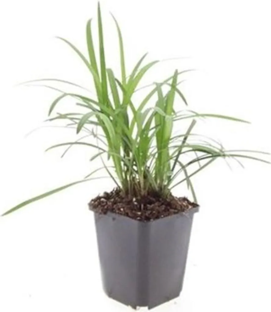 Liriope muscari Monroe White - Set de 6 Herbes aux Lis en Pot de 9cm