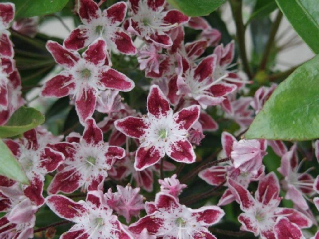 Lorbeerrose - Berglorbeer Galaxy - Kalmia latifolia Galaxy - 30-40cm