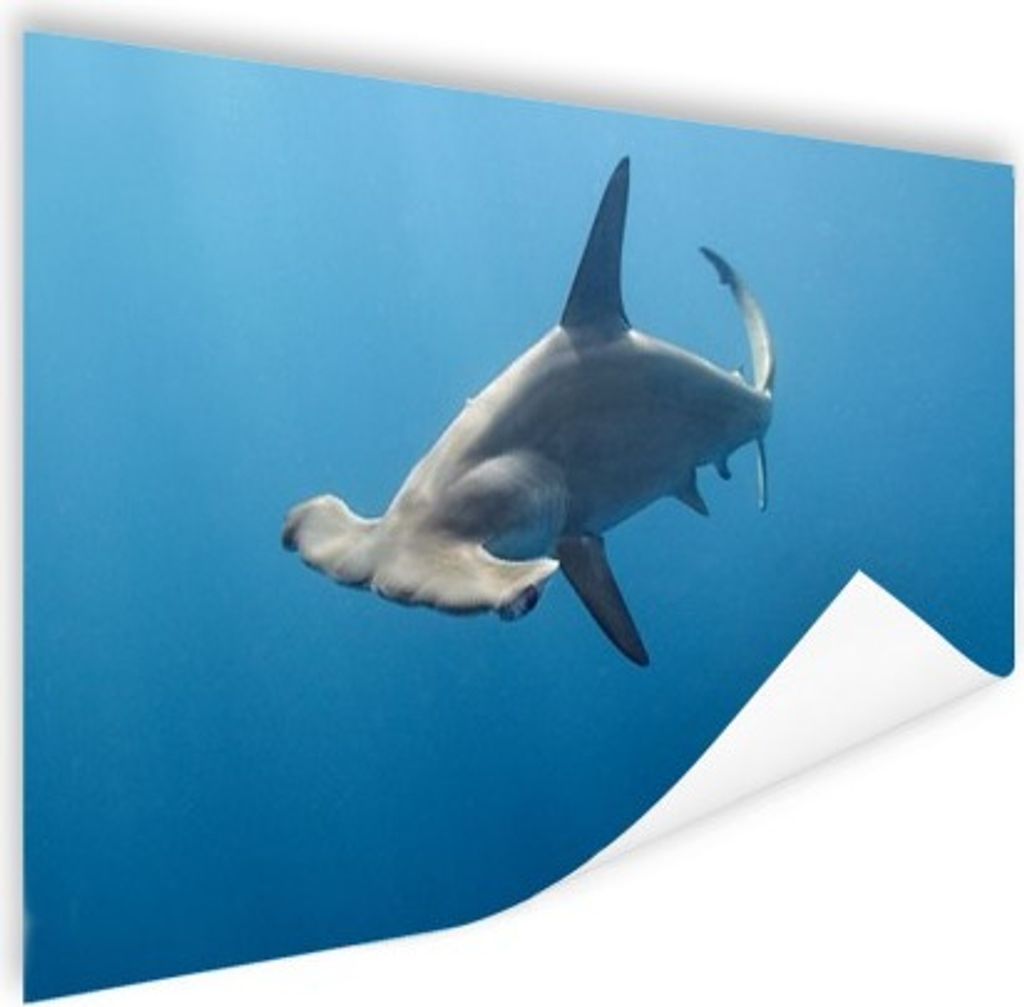 MuchoWow Poster Hammerkopf 120x80 cm - Bilder
