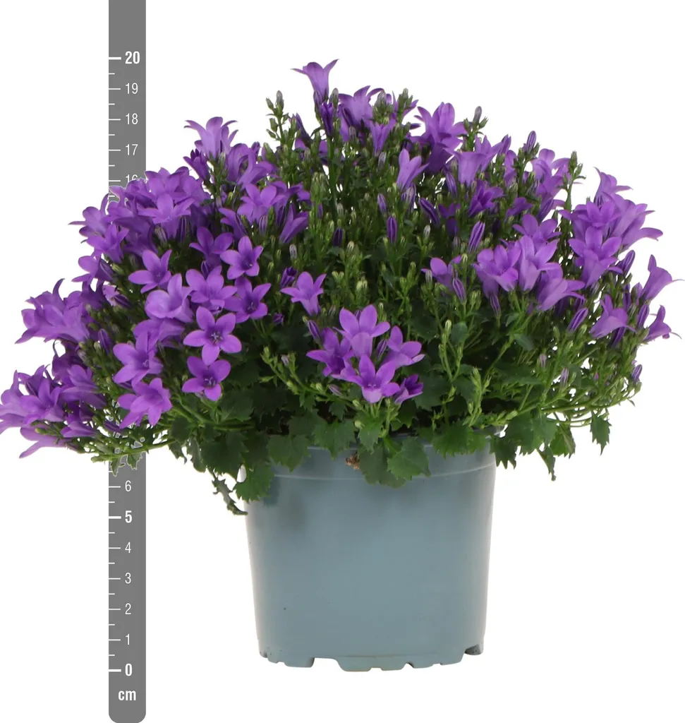 Campanule Addenda Violette Résistante au Froid : Vivace de 12 cm Robuste - 2