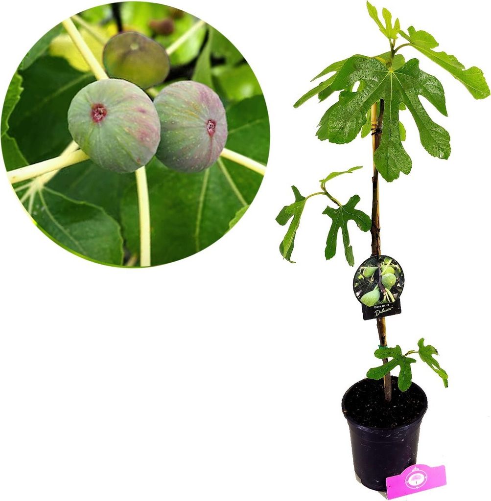 A potted fig tree with a close-up inset of figs on a branch.