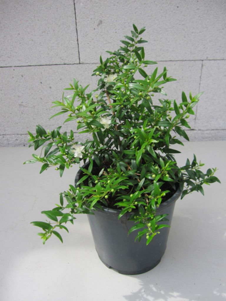 Brautmyrte - Myrtus communis Microphylla Produktbild 