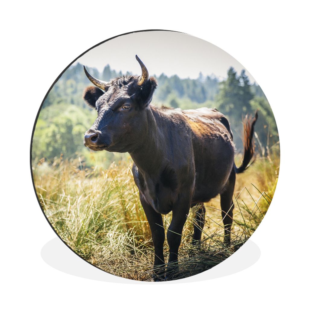 MuchoWow Aluminium Wandkreis Ein Stier in einem gelben Feld Ø 30 cm Wanddeko Modern Wohnzimmer - Wand Bild - Wohnzimmer - Runde Bilder - Alubild...