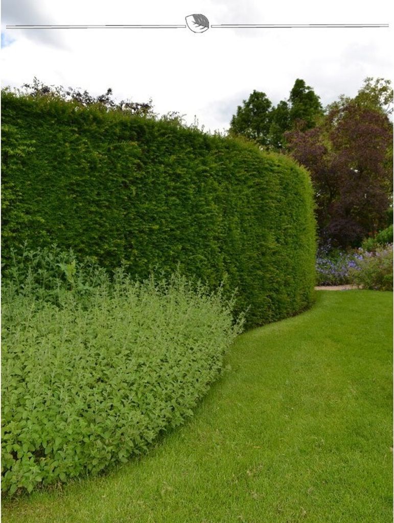 Gemeine Eibe Taxus baccata 200-225 cm, 25x Heckenpflanze