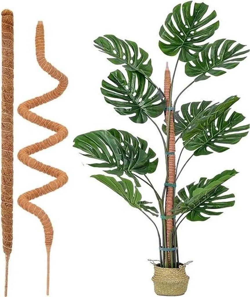 Support pour Monstera grimpante - Tuteur coco intérieur 60 cm et 120 cm