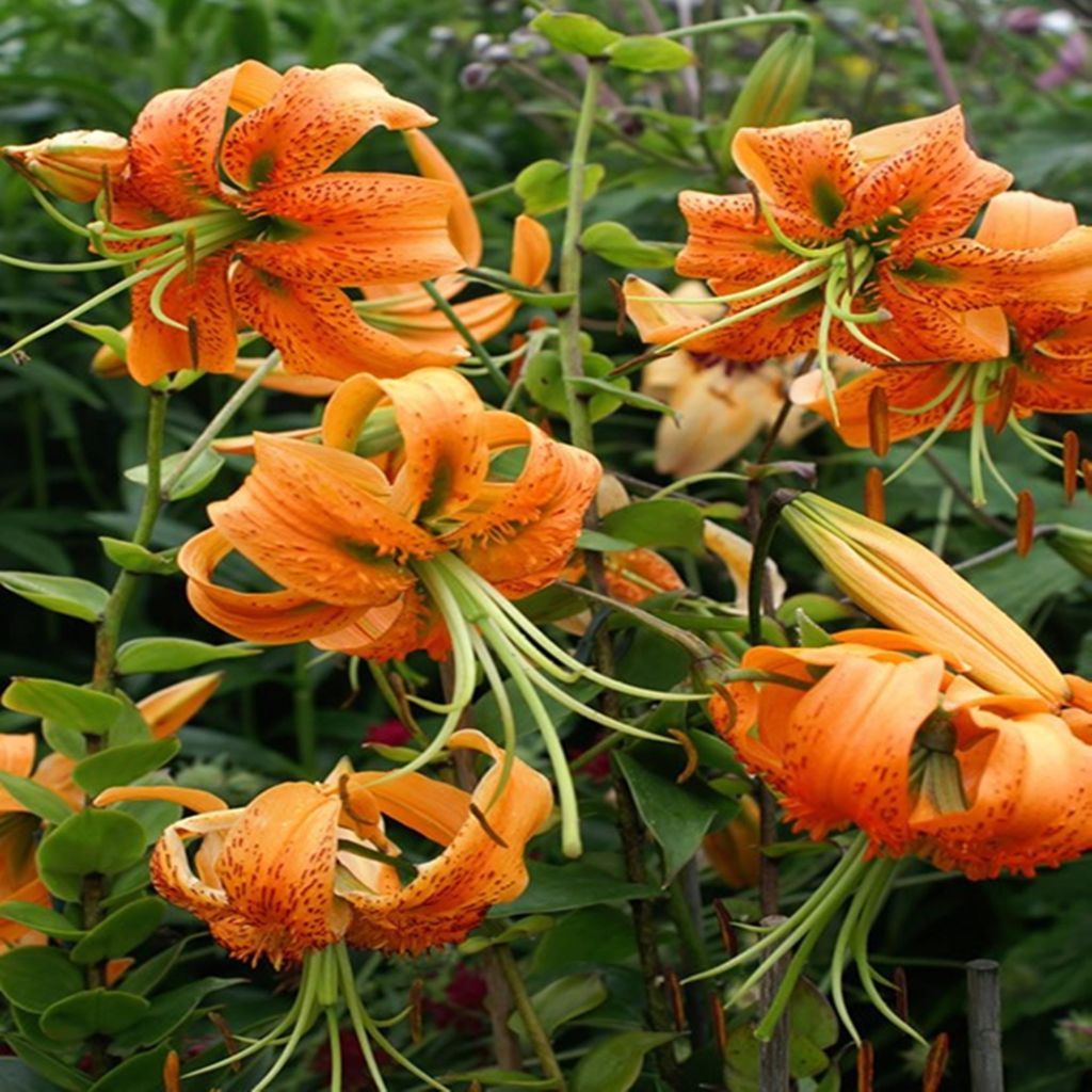 Lilie Blumenzwiebeln Zwiebeln Blumen Tigerlilie Lancifolium Produktbild 