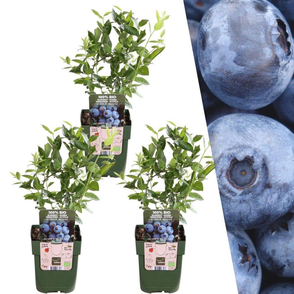 Plants by Frank | 3 Heidelbeerpflanzen 100% Biologisch | Produktbild 