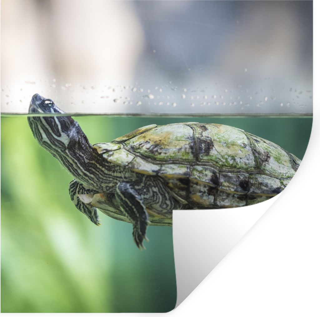 MuchoWow Wandtattoo Wandsticker Wandaufkleber Nahaufnahme einer Schildkröte 50x50 cm Selbstklebend und Repositionierbar - Selbstklebend - Fotota...