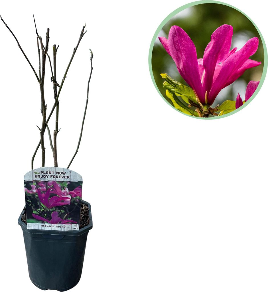 Purpur-Magnolie Magnolia Susan – Strauch – Blumen dunkelrosa – Wenig Pflege – 17 cm Höhe 45 cm – Frühjahrsblüher für Garten & Terrasse