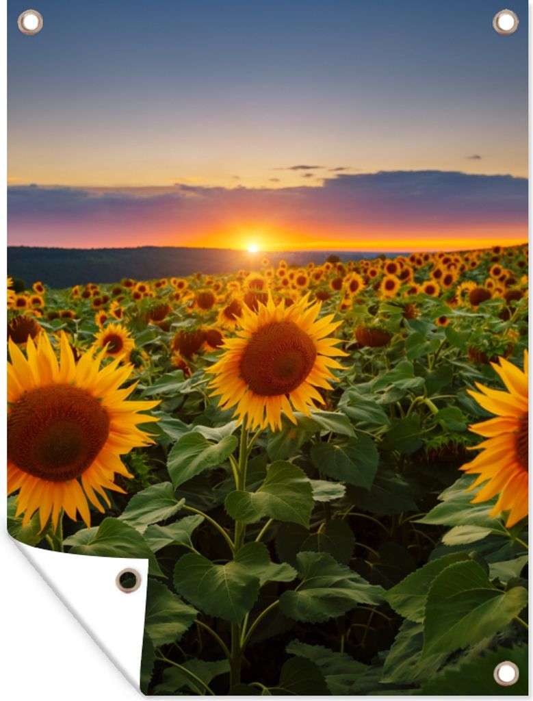 MuchoWow 30x40 cm Outdoor-Poster Gartendeko Sichtschutz Garten Poster für den Garten Blumen - Nacht - Sonnenuntergang - Sonnenblume - Horizont