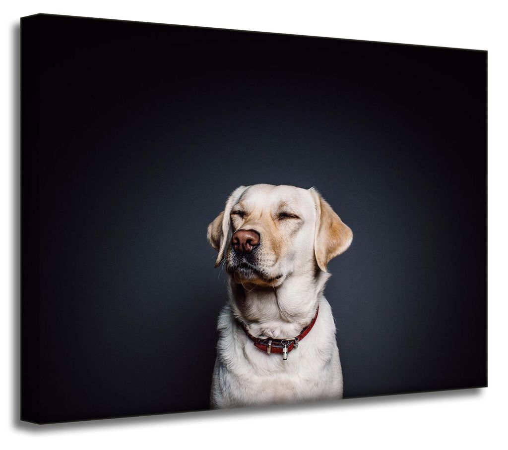 Leinwanddruck Tiere Hund Schwarzer Hintergrund 40x30