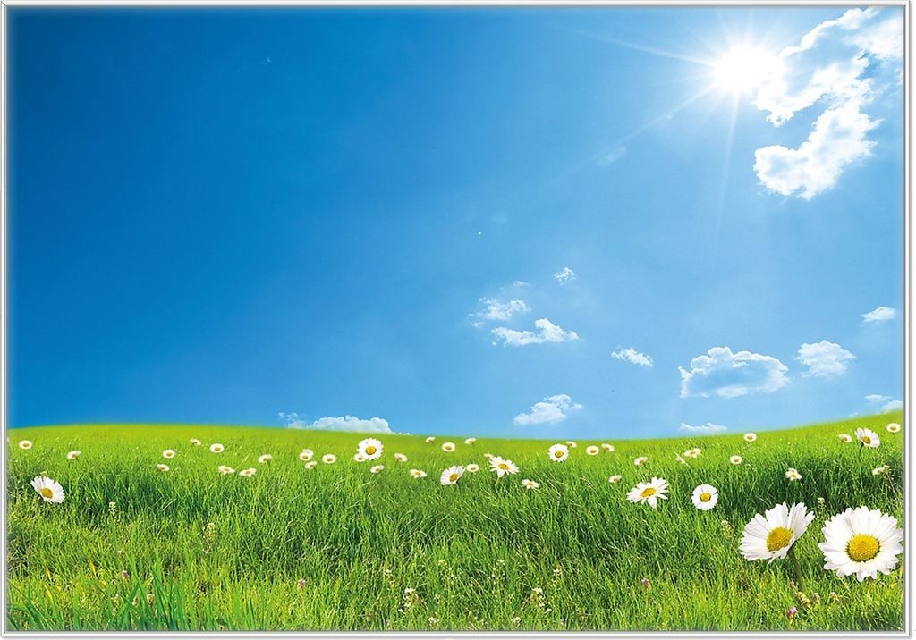 Wallario Wandbild Sommerwiese - Weiße Gänseblümchen vor blauem Himmel, Größe: 70,30 x 100,30 cm, Poster mit weißem Kunststoffrahmen