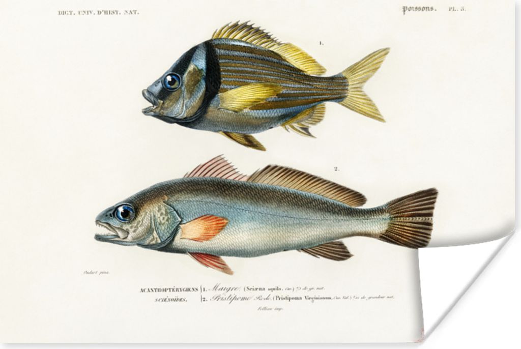 MuchoWow Poster Fisch - Jahrgang - Realismus 30x20 cm - Plakate - Print