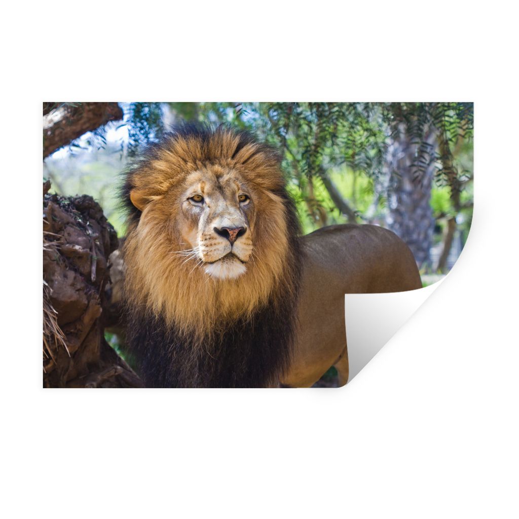 MuchoWow Wandtattoo Wandsticker Wandaufkleber Löwe - Natur - Tier 120x80 cm Selbstklebend und Repositionierbar - Selbstklebend - Fototapeten