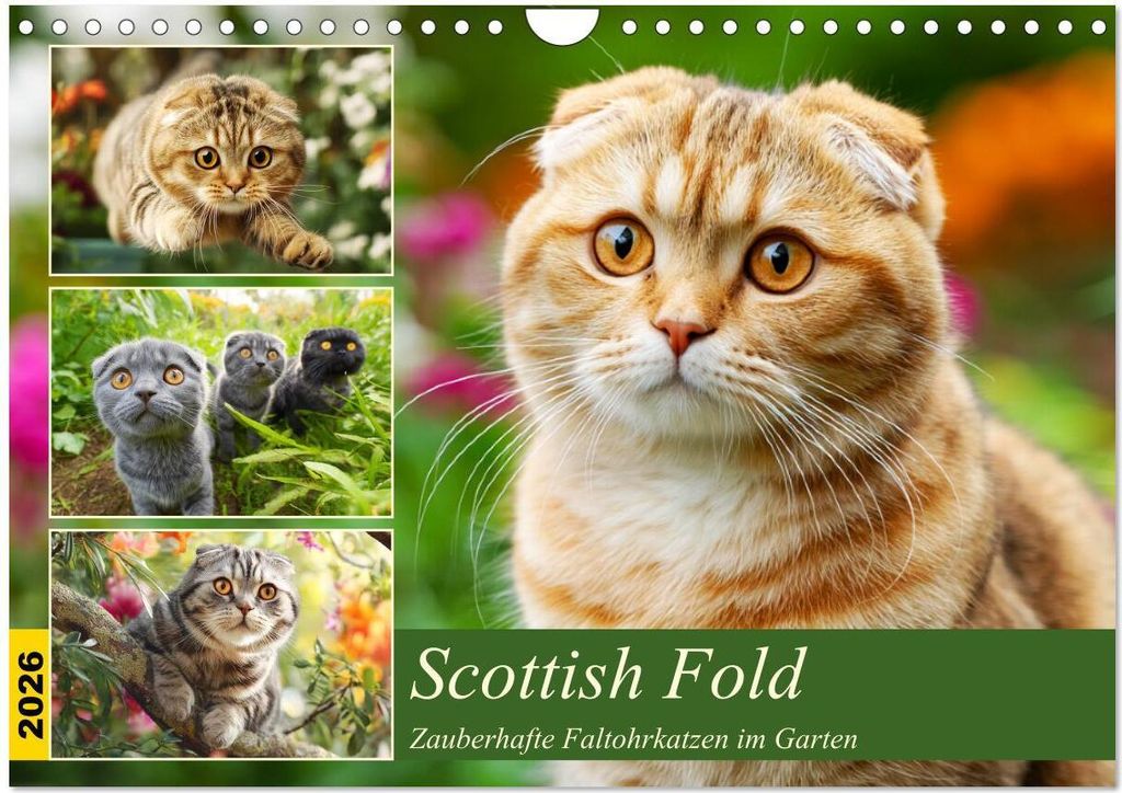 Scottish Fold. Zauberhafte Faltohrkatzen im Garten (Wandkalender 2026 DIN A4 quer), CALVENDO Monatskalender