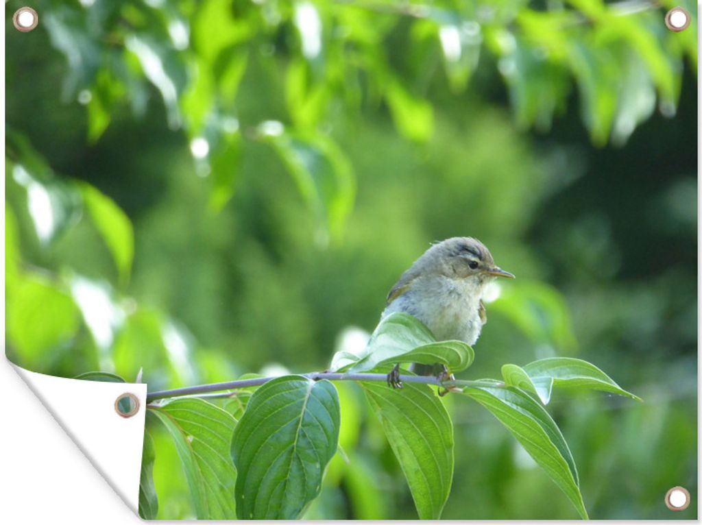 MuchoWow 40x30 cm Outdoor-Poster Gartendeko Sichtschutz Garten Poster für den Garten Ein ruhender Zilpzalp auf einem Ast