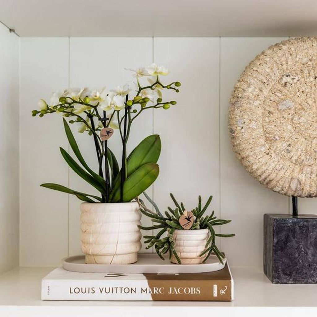 Dekotopf Marmor Hell Ø6cm Keramik Blumentopf in Marmoroptik Sukkulenten Kakteen