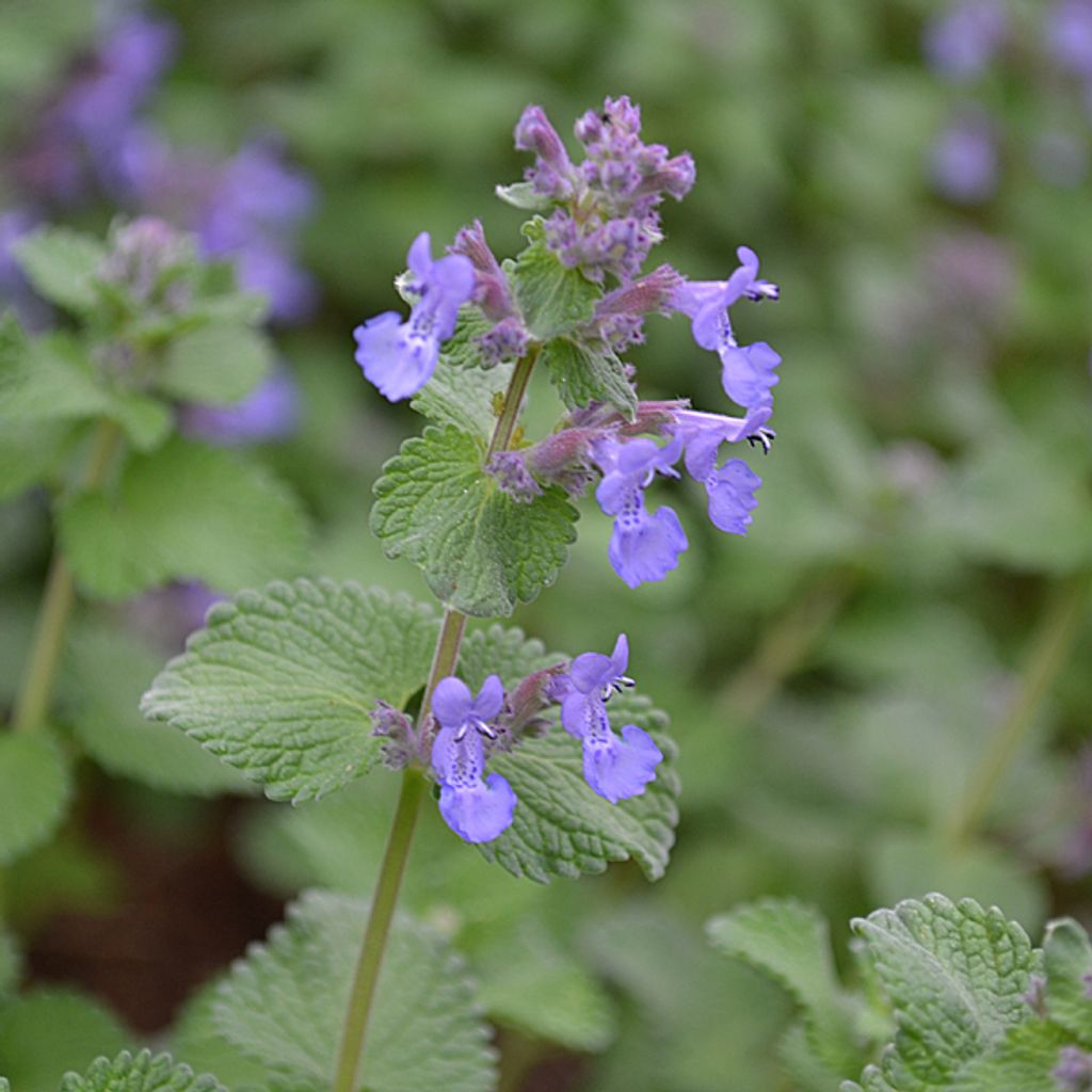 6 x mačacia šanta - Nepeta faassenii | kvetináč 9cm x 9cm Obrázok produktu 