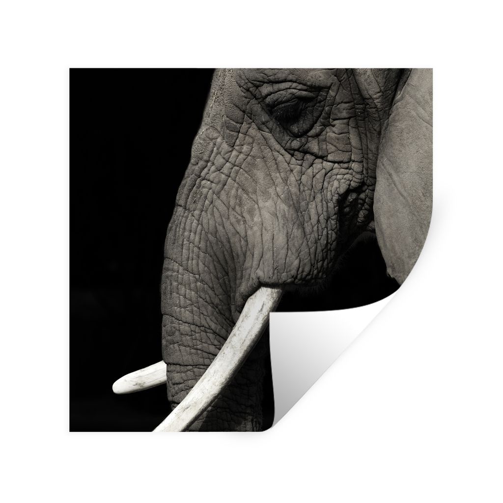 MuchoWow Wandtattoo Wandsticker Wandaufkleber Elefant - Tier - Stoßzahn 50x50 cm Selbstklebend und Repositionierbar - Selbstklebend - Fototapeten