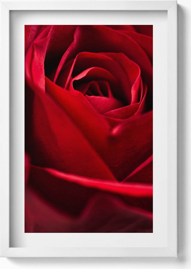 Nahaufnahme von roten Rosenblättern– Wandbild mit Rahmen – Gerahmtes Bild – Wanddekoration – 40x60 cm – Weiß
