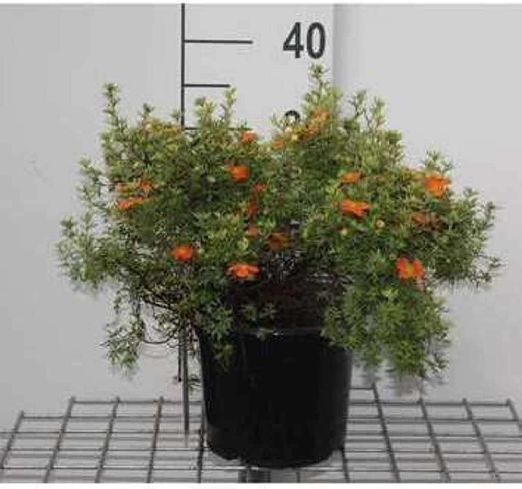 Potentilla frut. 'Red Ace' - Fingerstrauch 25- 30 cm - Container