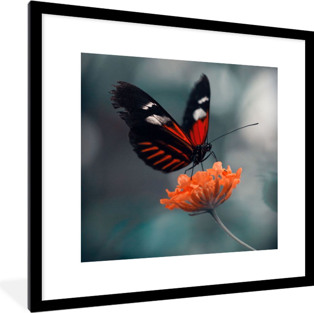 MuchoWow Gerahmtes Poster Schmetterling - Blume - Insekt 40x40 cm - Poster mit Schwarzem Bilderrahmen Wandposter Rahmen Foto Bilder - Poster - Pl...