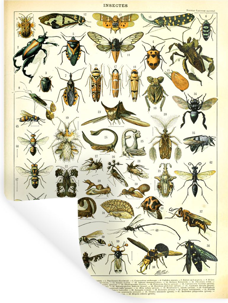 MuchoWow Wandtattoo Wandsticker Wandaufkleber Insekten - Tiere - Jahrgang 90x120 cm Selbstklebend und Repositionierbar - Faltenfrei