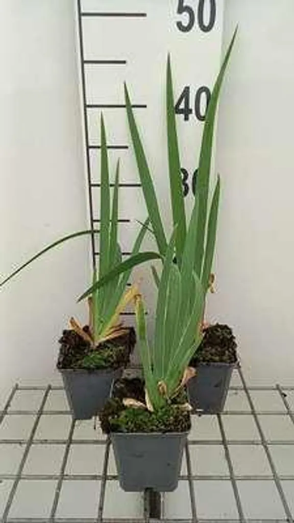 Plantes Vivaces de Jardin : 6 Iris Glacier Blancs en Pots de 9 cm Qualité
