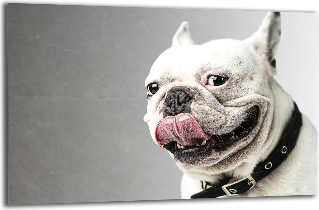 Herdabdeckplatte Glaskeramikkochfeld-Abdeckung Spritzschutz Glas 80x52 Hund