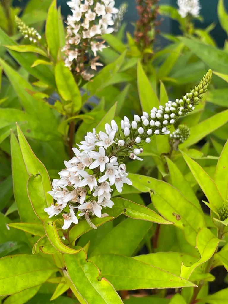 6 Lysimachia Clethroides en pot 9cm - Lysimaque de Chine pour jardin